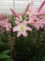 [4189 Okura VZ No01.JPG]